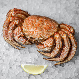 Краб Волосатик