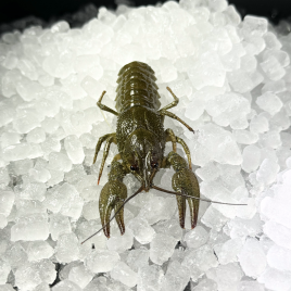 Раки мелко-средние