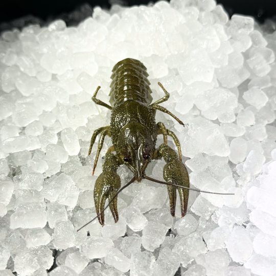 Раки мелко-средние