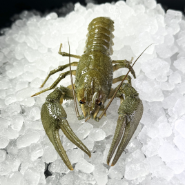 Раки Крупные